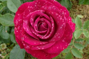 BELLES RIVES (hybrid tea)